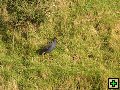 thn_NZ leden-unor 2006 003.jpg